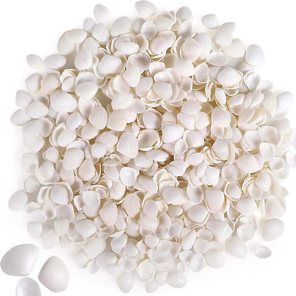 30g About100pcs Natural Tiny Small Sea Shells White Snowbell Clam Shells for DIY Craft, Jewelry Making, Home Decor, Vase Fillers Zpaxo