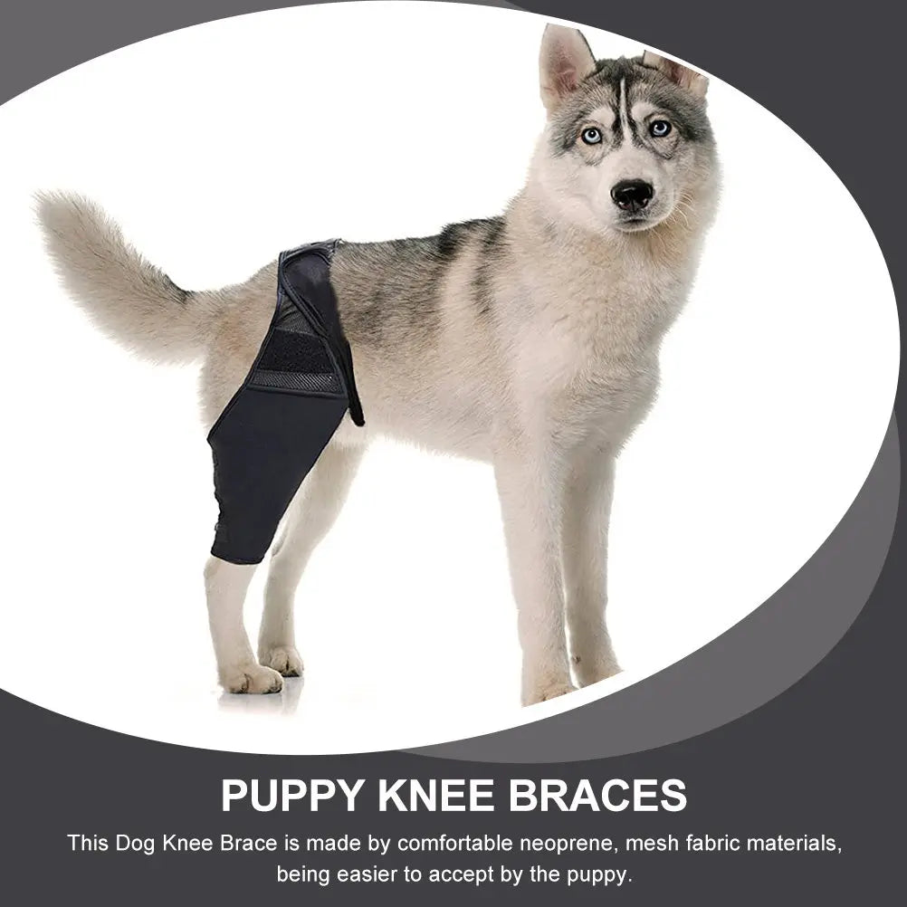 Dog Leg Brace Premium Neoprene Strap Injured Support Elastic