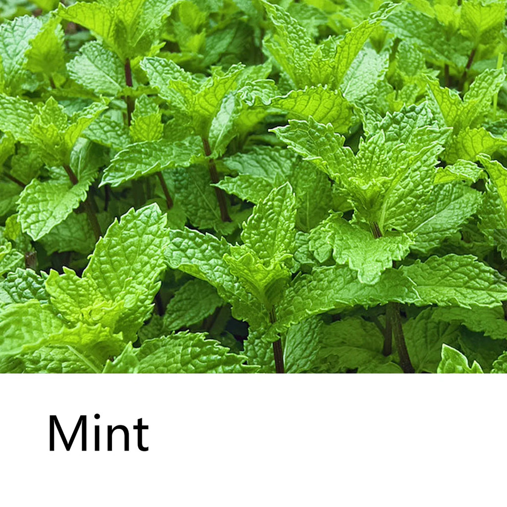 Mint Shampoo Soap Bar – Natural Plant Oil Deep Cleansing Hair Bar Solid Shampoo Bar Zpaxo