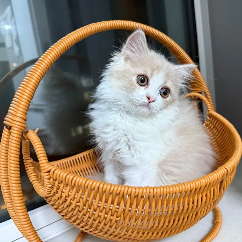 XIUGOUDUOLA Cat Hammock Bracket Indoor Hanging Pet Beds Cats Small