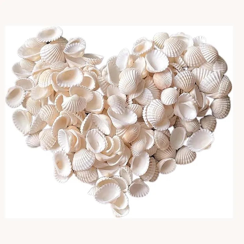 20pcs Natural Small White Clam Shells – Crafts & Beach Décor Natural Shell Craft Set Zpaxo