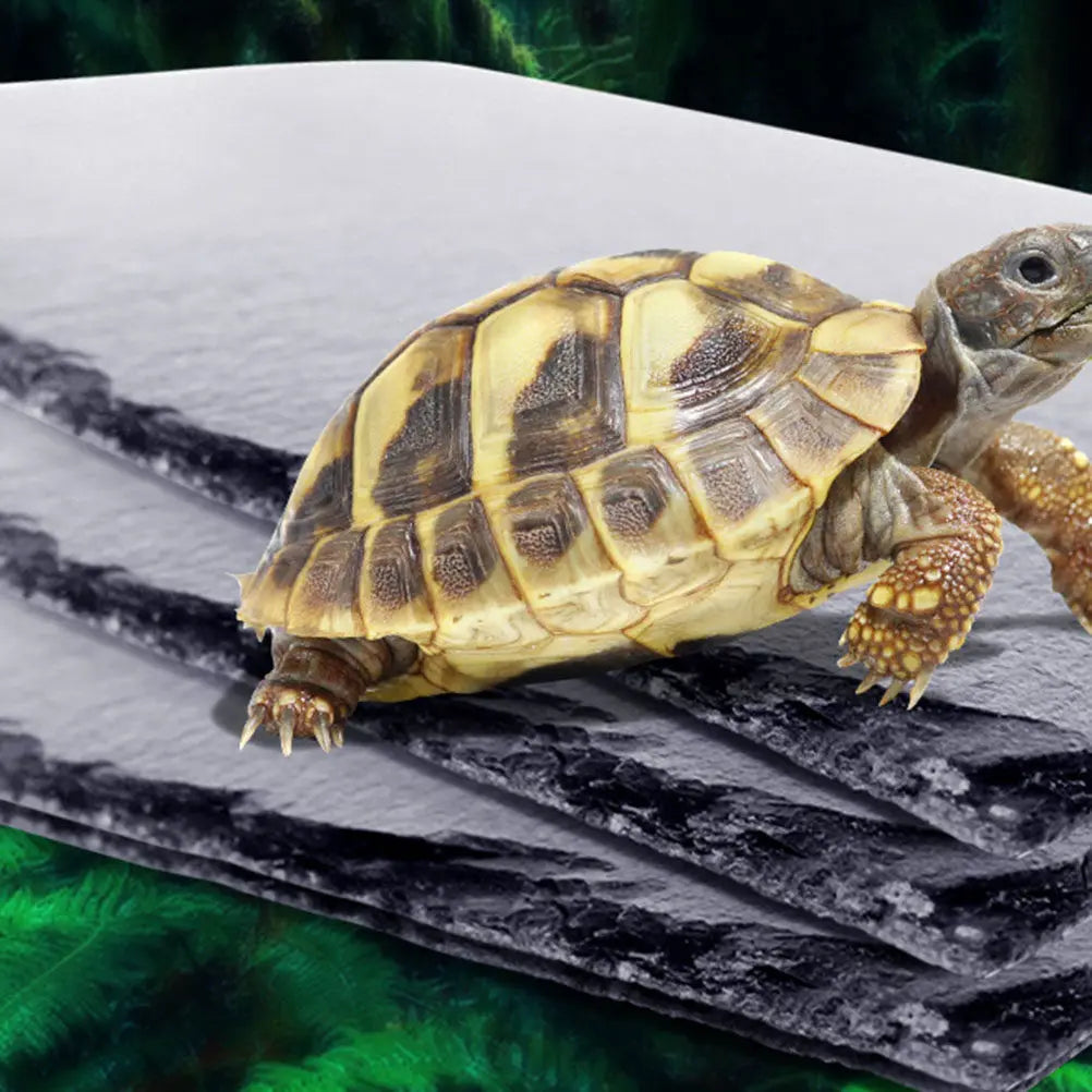 Turtle Reptile Food Dish Plate 10x10cm Moisture Absorbing Natural