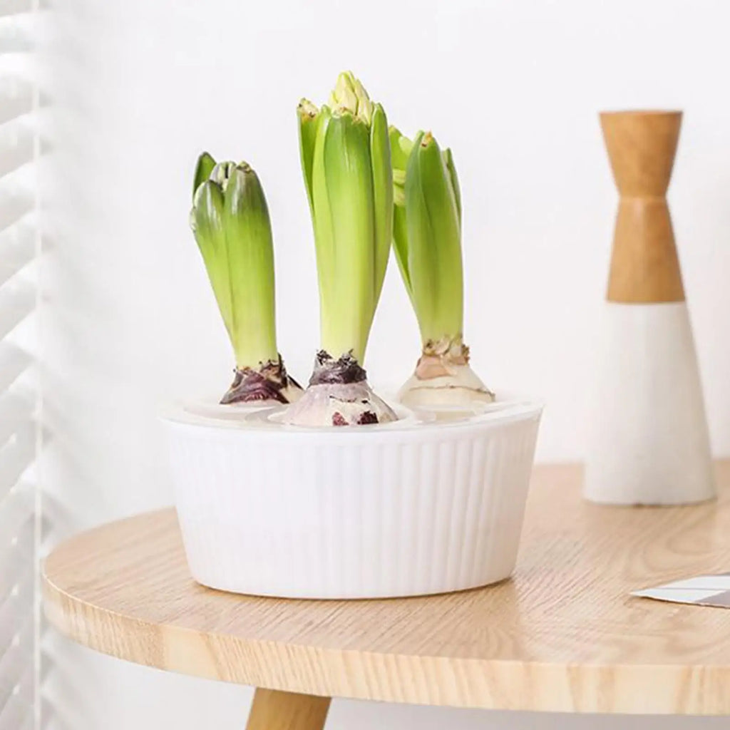 Hydroponic Planter 3 Hole Vase Flower Bulb Planting Container