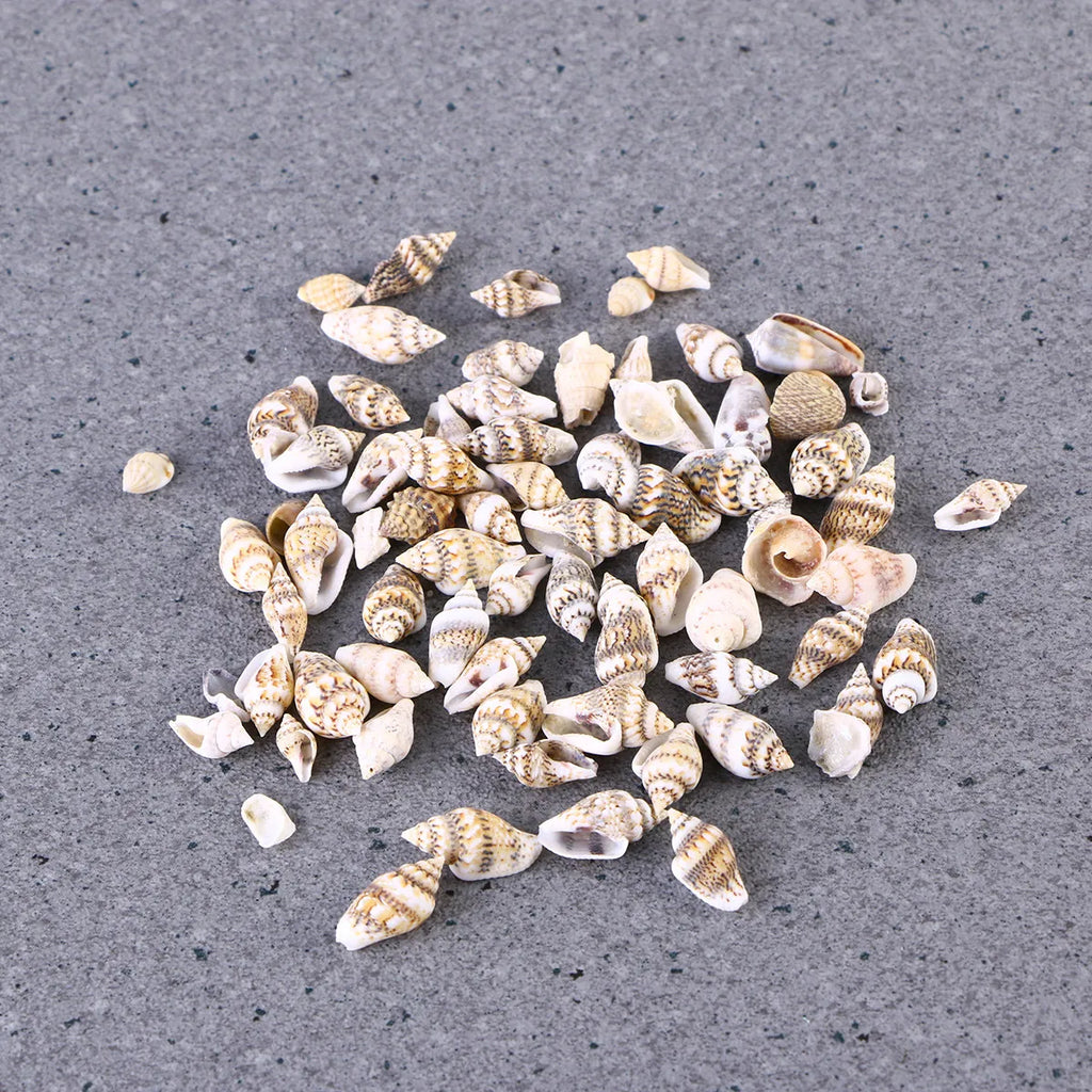 Natural Seashells Crafts Decorative Conch Rich Dark Teal Subtle Ideal