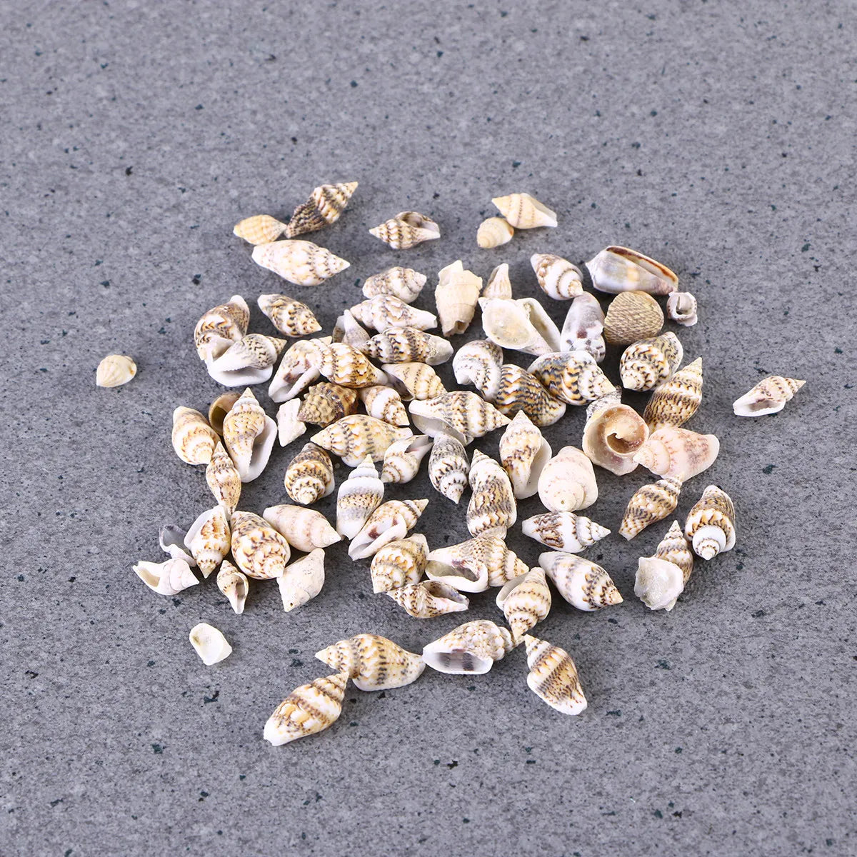Natural Seashells Crafts Decorative Conch Rich Dark Teal Subtle Ideal
