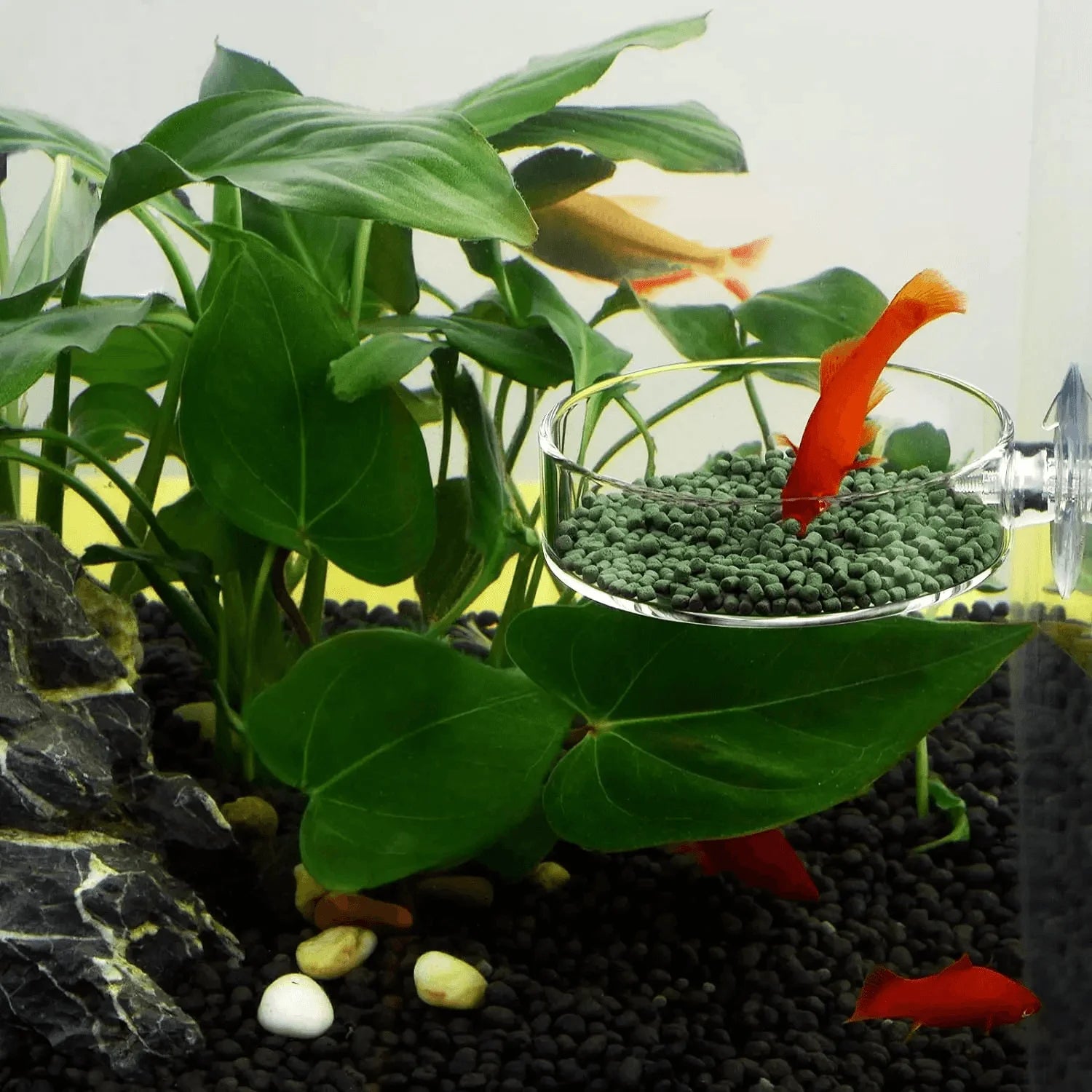 Fish Tank Feeder Aquarium Shrimp Acrylic Feeding Bowl Clear Dish Tray
