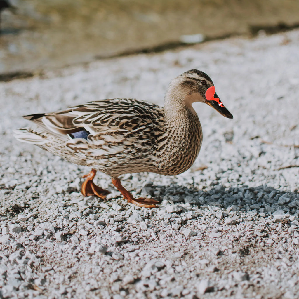 Anti-pecking Glasses Ducks Geese Heavy Duty Plastic Poultry Eye