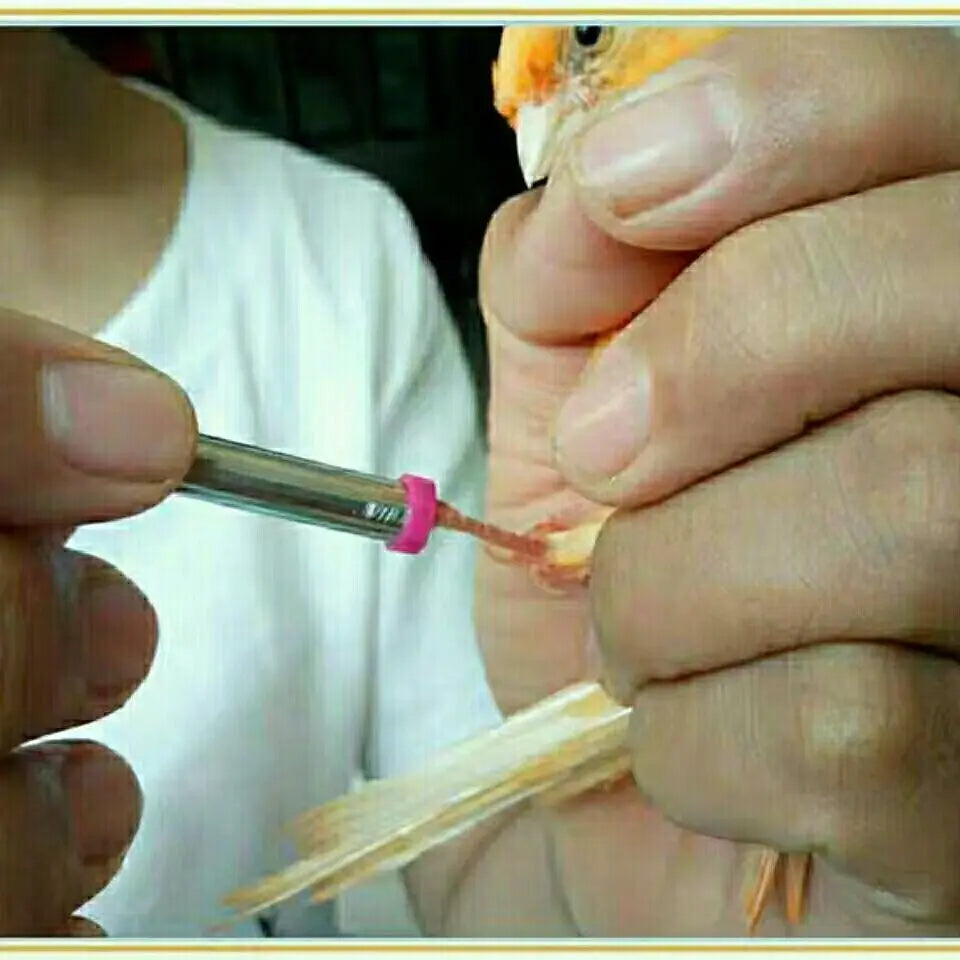 Bird Foot Rings Parrot Finch Canary Gouldian Diameter Ring Leg Bands