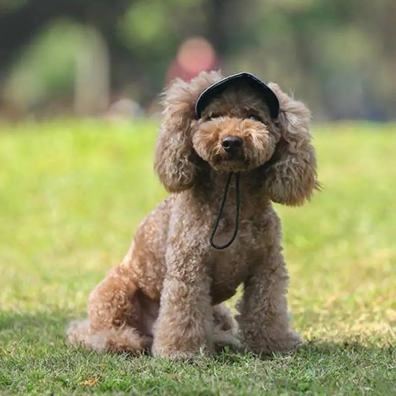 Stylish Dog Cap 4 Size Available Breathable Design Pet Sun Hat For Daily Walks And Play Beach Zpaxo