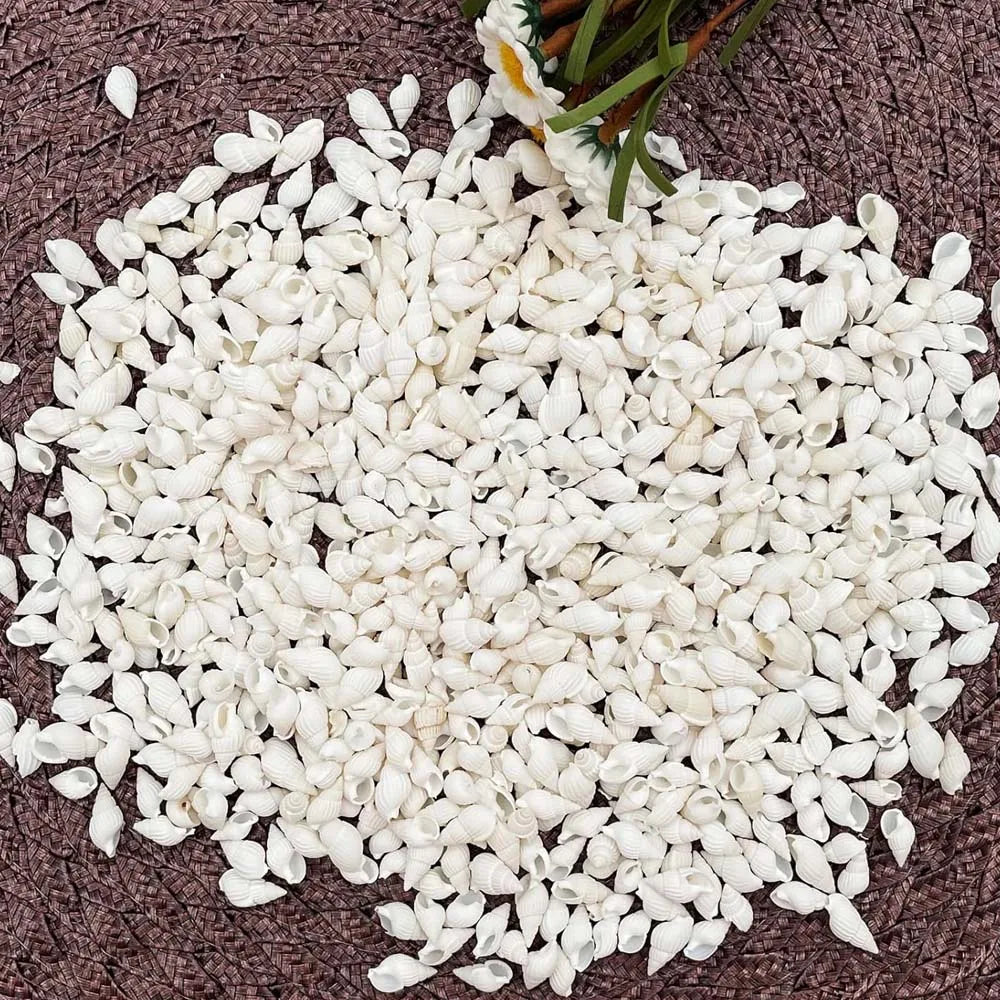 About 100pcs Natural White Beach Sea Shell BeadsTrumpet Spiral Seashells for DIY Craft Jewelry Making Wedding Party Home Decor Zpaxo
