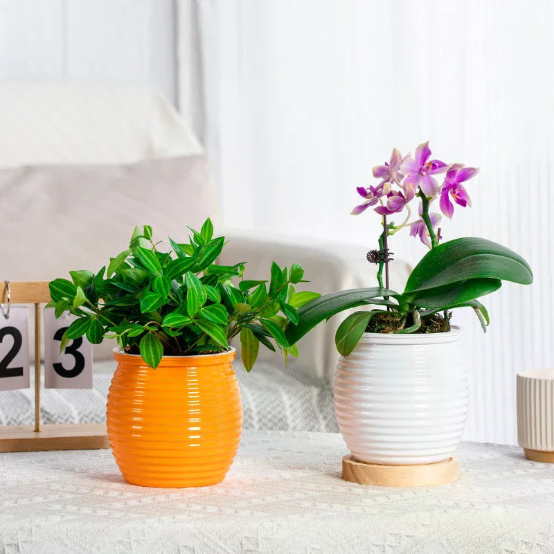 Automatic Water-absorbing Self-watering Plant Pots Vase Plastic Home Zpaxo
