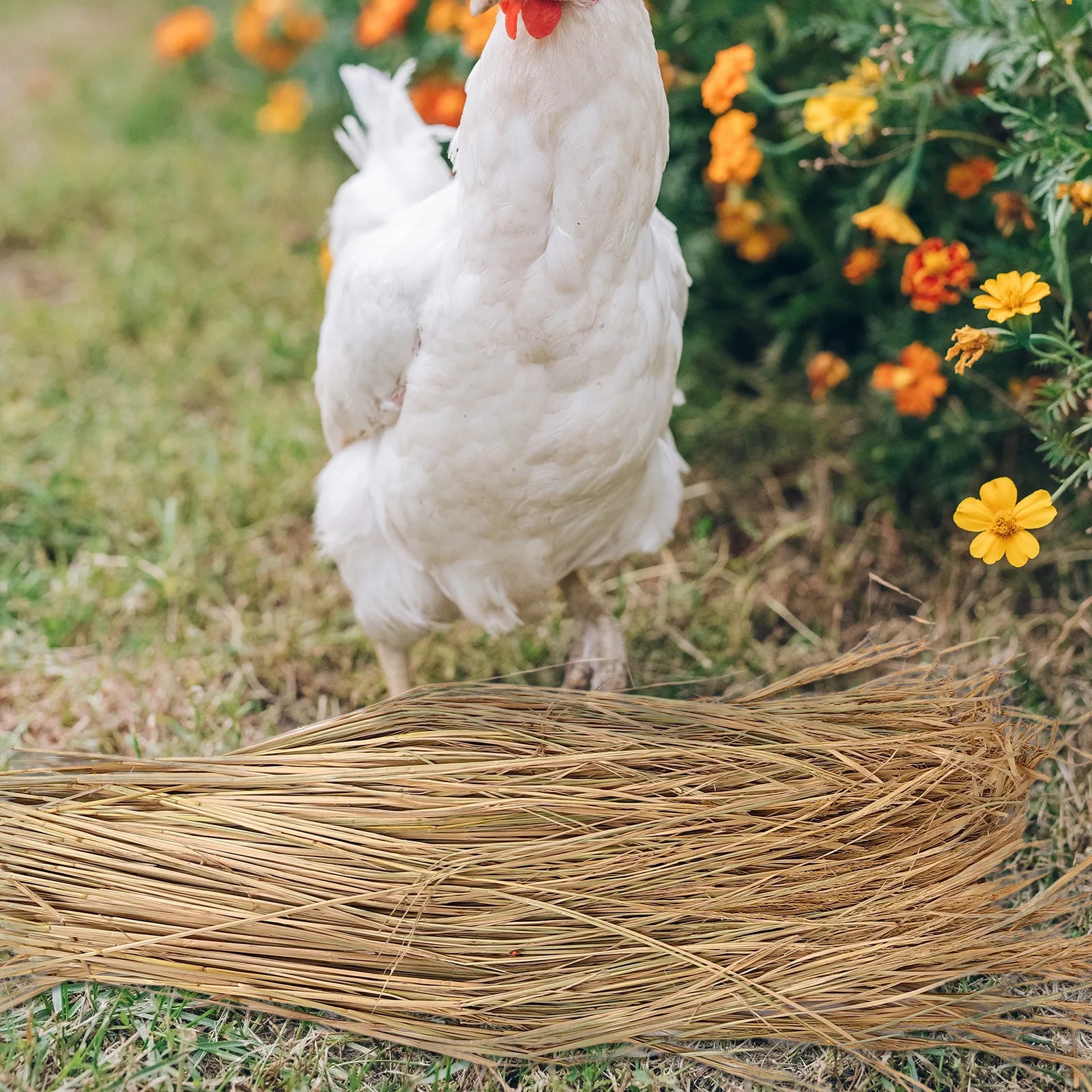 Straw Nesting Pads Chickens Natural Chicken Coop Bedding Nest Box