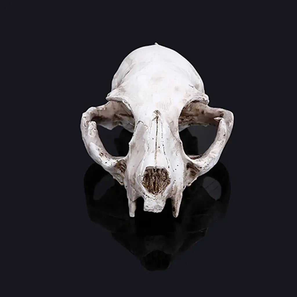 White Resin Cat Skull Model Collectible Figurine Nautical Statue Zpaxo