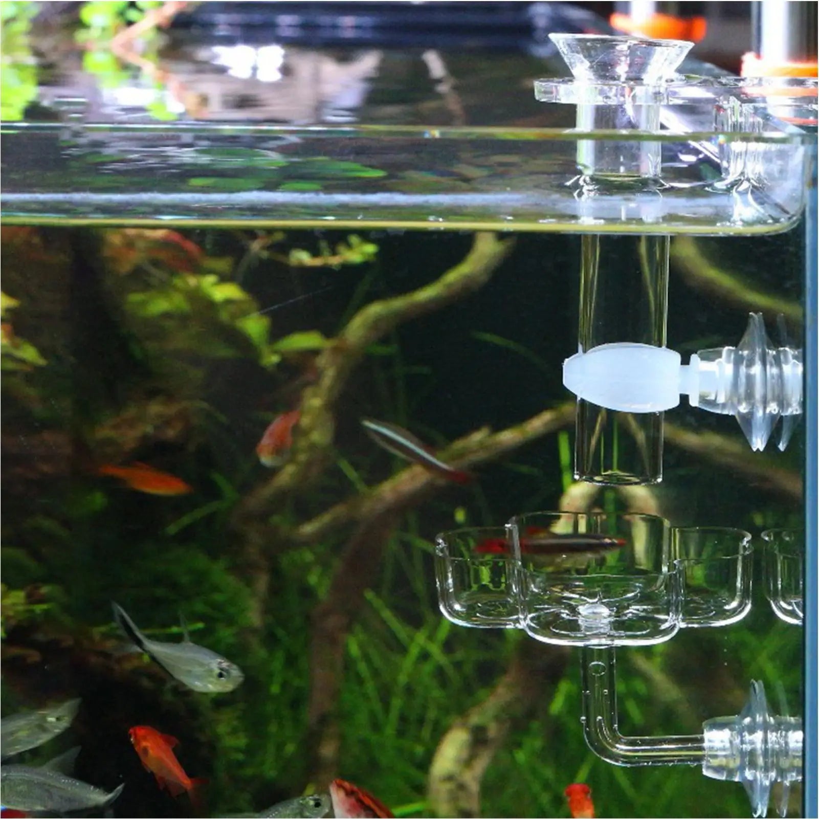 Fish Tank Feeder Aquarium Clear Dish Tray Shrimp Suction Cup Flower Shaped Shrimp Bowl Feeder Tube for Fish Tank Feeder Tray Zpaxo