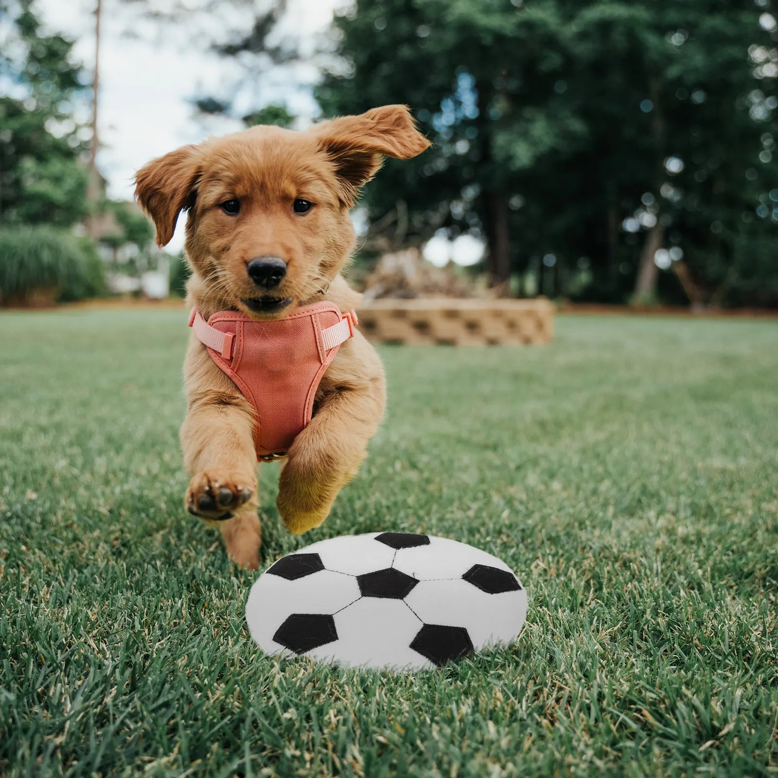 Interactive Pet Flying Disc Chewing Plaything Dog Outdoor Throwing