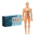 Anatomy Models Human Body 3D Human Skeleton Figure Toy Assembly Educational Toys For Kids Ages 6 School Classroom Teachers Zpaxo Chocolate China Mainland