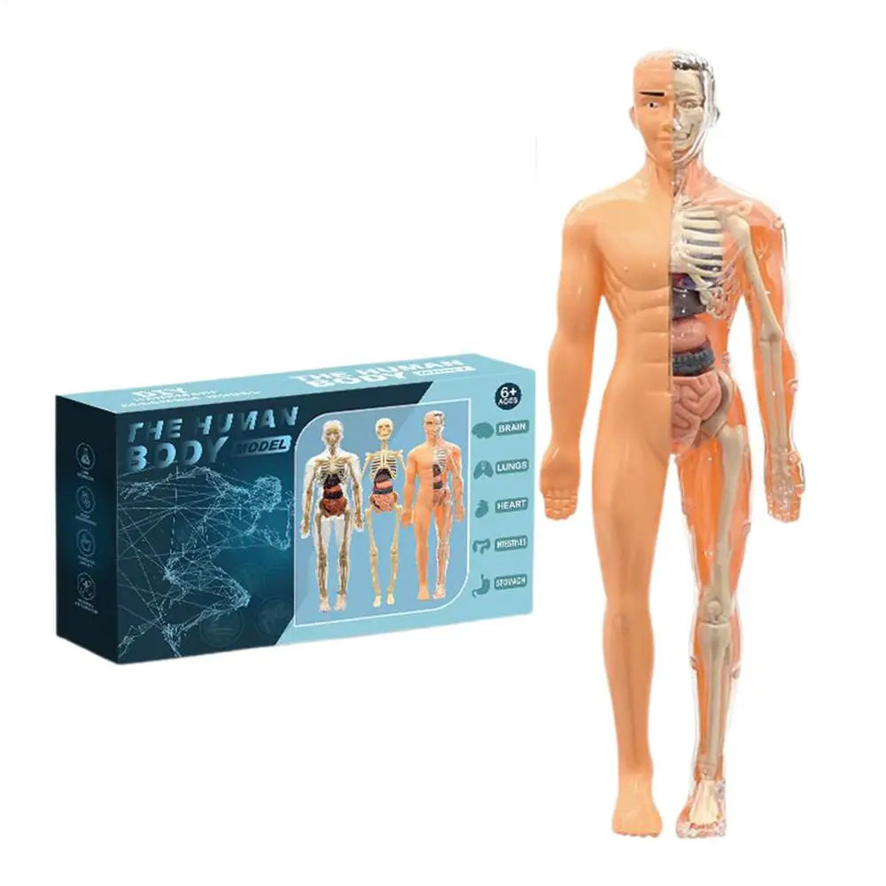 Anatomy Models Human Body 3D Human Skeleton Figure Toy Assembly Educational Toys For Kids Ages 6 School Classroom Teachers Zpaxo Chocolate China Mainland