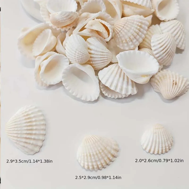 25pcs Natural Sea Charms Suitable for DIY Jewelry Making, Seashell Beads for Necklace, Bracelet, Earring Crafting Zpaxo