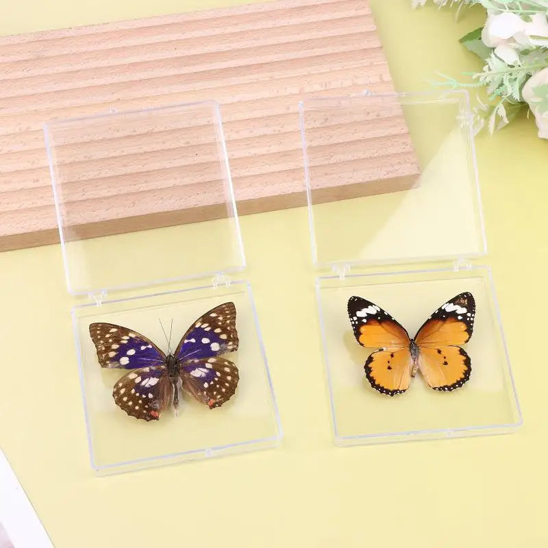 Insect Specimen Butterfly Girls Children's Day Teachers Exquisite Zpaxo