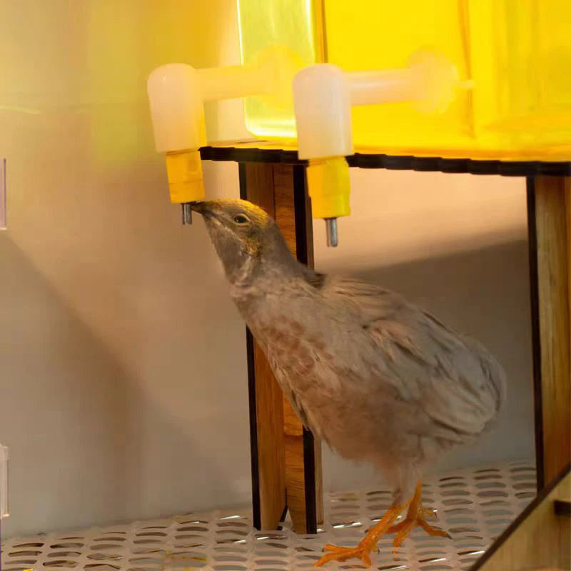 Fully Automatic Needle Water Dispenser Lubing Quail Chick Double