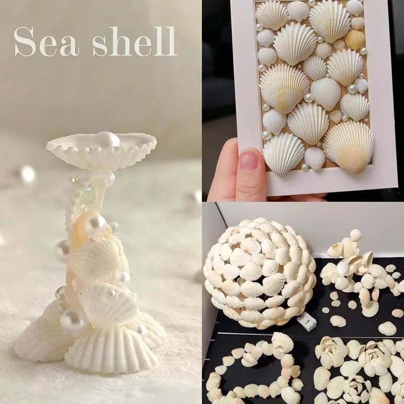 20pcs Natural Small White Clam Shells – Crafts & Beach Décor Natural Shell Craft Set Zpaxo