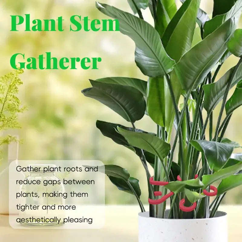 Plant Support Alocasia Monstera Leaf Garden Fixing Clis Vine Stem