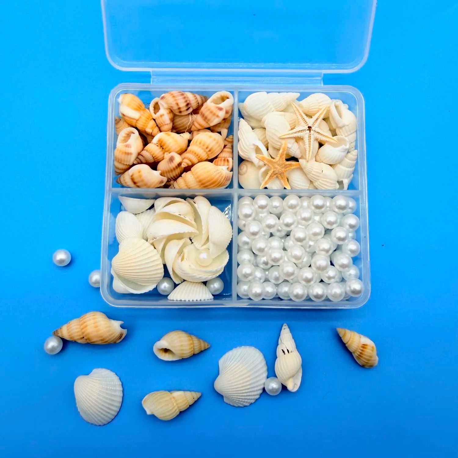 Mixed Mini Seashells Bulk – Crafts, Vase Filler & Fish Tank Decor Craft Shell Decor Zpaxo