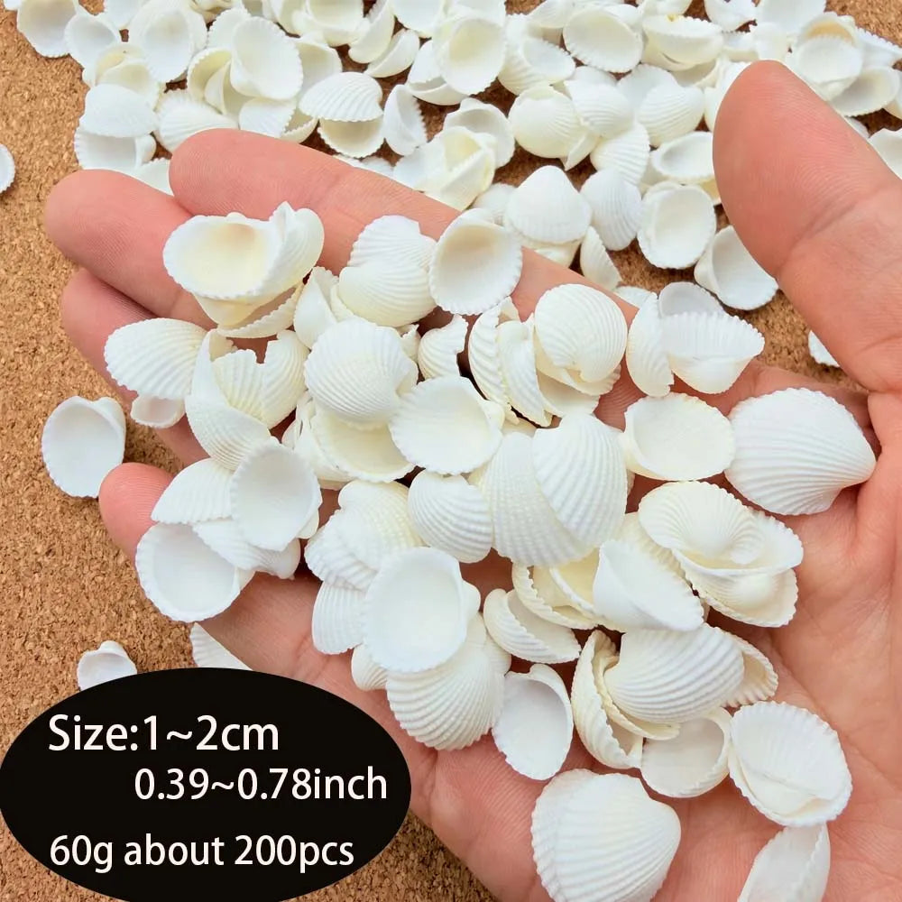 Small Natural White Clam Shells for Crafting, Jewelry Creation, Home Decoration, And Vase Embellishments Zpaxo 60G about200pcs