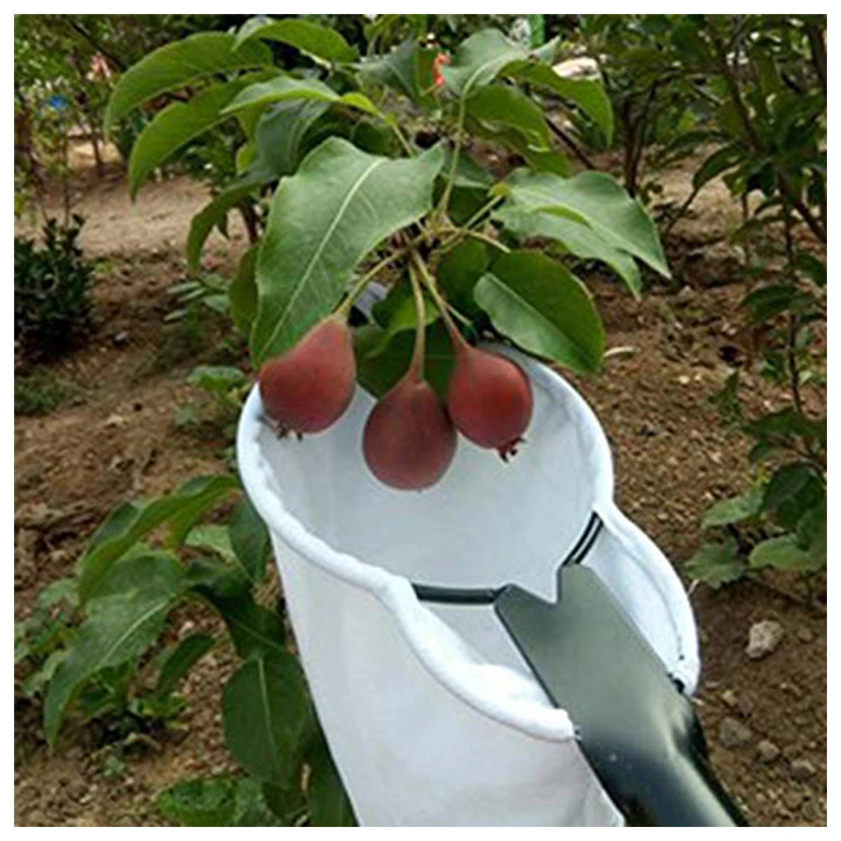 Fruit Picker Orchard Blade Garden Tree Picking Tool Gathering Catcher