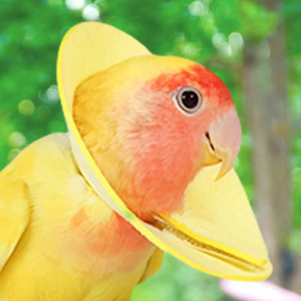 Parrot Anti-Bite Recovery Collar – Elizabethan Bird Neck Cone Bird Recovery Collar Zpaxo