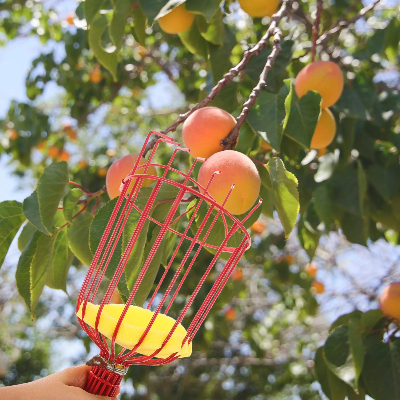 1Pcs Fruit Harvester Device Sturdy Light Weight Non-Slip Grip Picks Multiple Fruits Safely Suitable for Arbutus Pear Peach Zpaxo