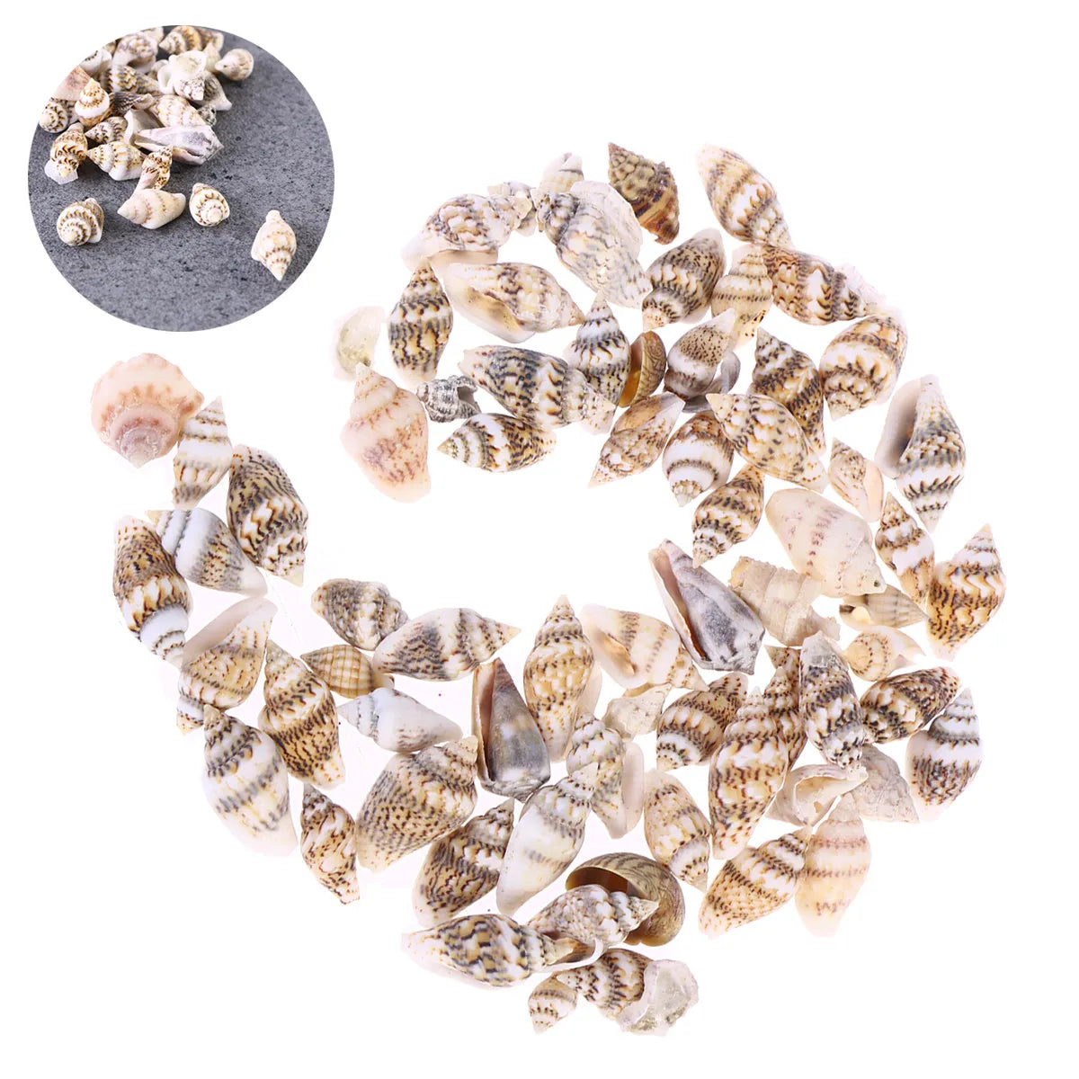 Natural Seashells Crafts Decorative Conch Rich Dark Teal Subtle Ideal