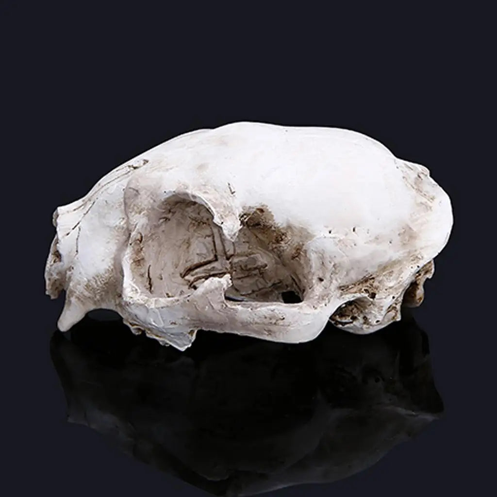 White Resin Cat Skull Model Collectible Figurine Nautical Statue Zpaxo