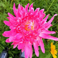 Outdoor Villa Lawn Courtyard Lights Garden Decorations Landscape Zpaxo pink