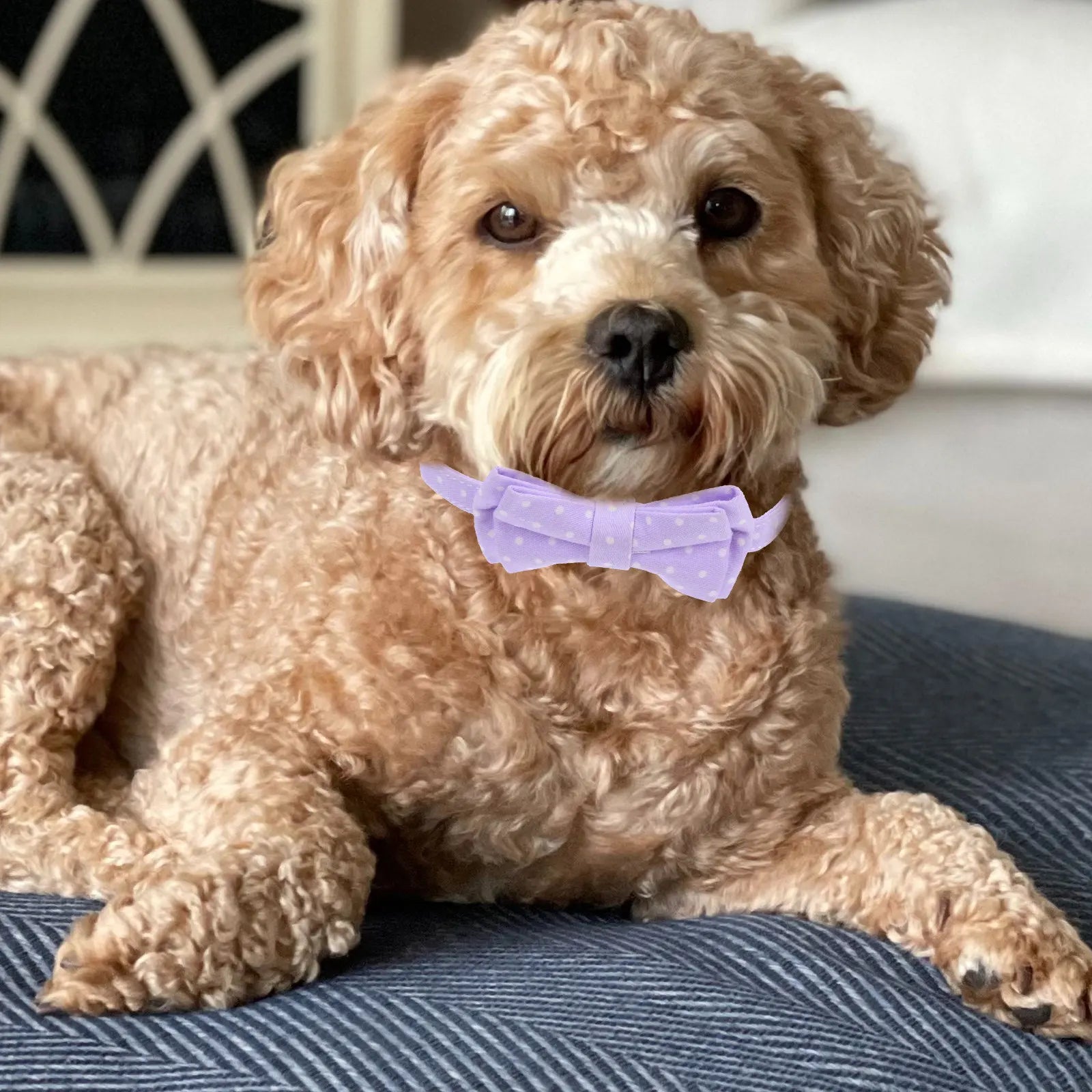 Pet Dog Collar Small Adjustable Bow Tie Cotton Bell Decorative