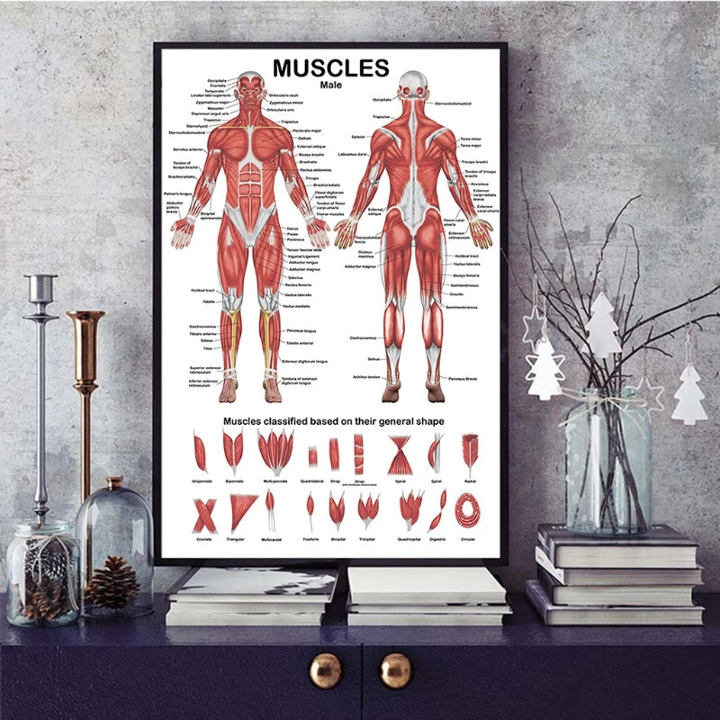 Professional Human Muscular System Anatomical Chart Muscle Anatomy