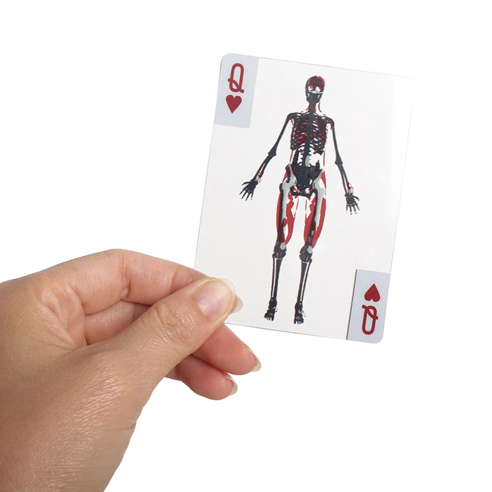 3D Image Educational Cards Reusable Body Transparent Playing Wear
