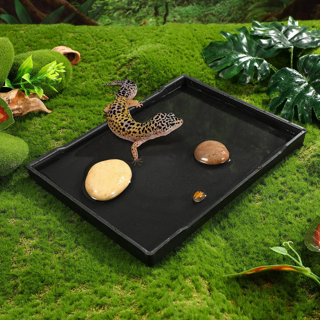 Tortoise Food Dish Solid Reptile Feeding Bowl Shallow Water Lizard