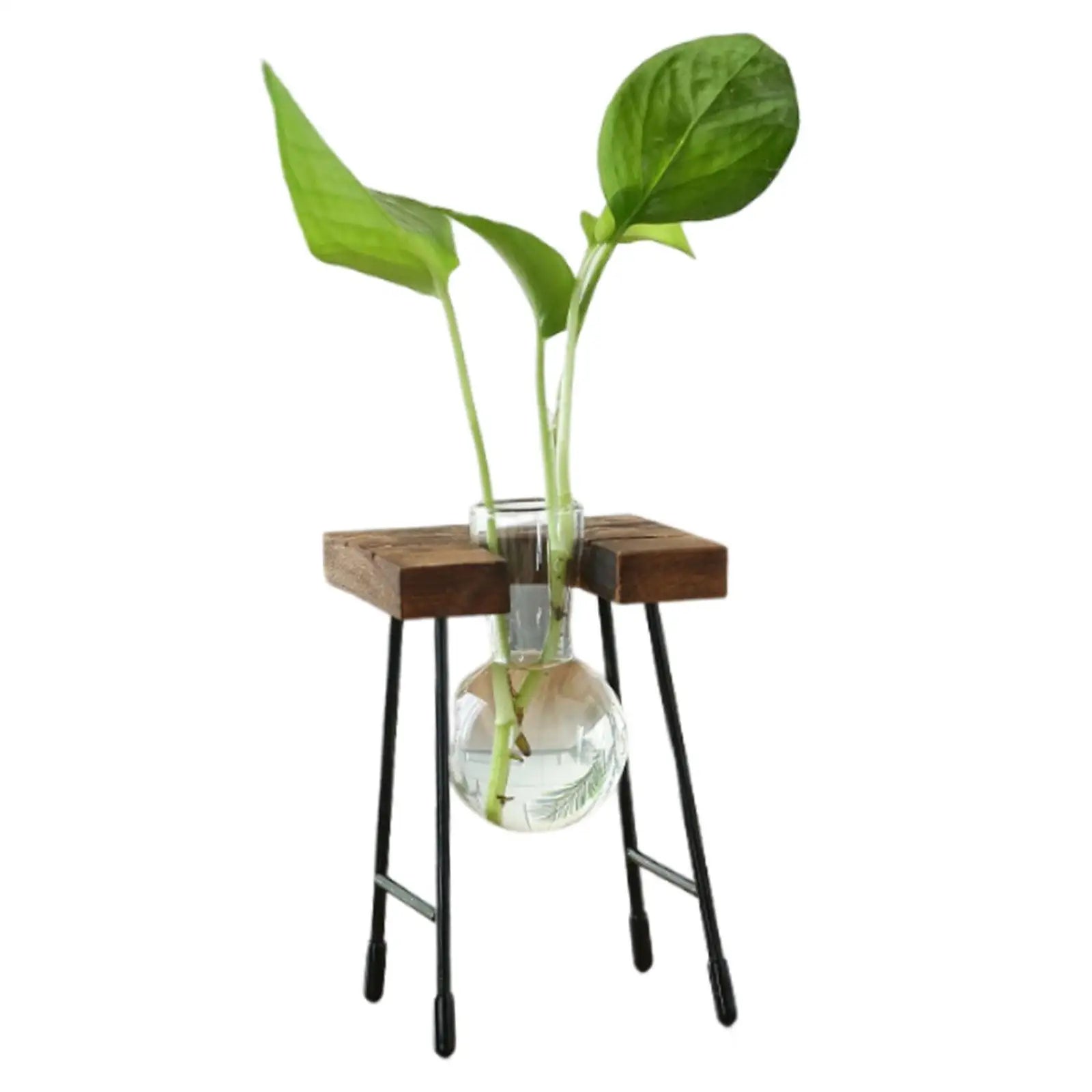 Hydroponic Glass Bud Vase with Wooden Stand | Tabletop Planter Glass Bud Vase Zpaxo Single bottle