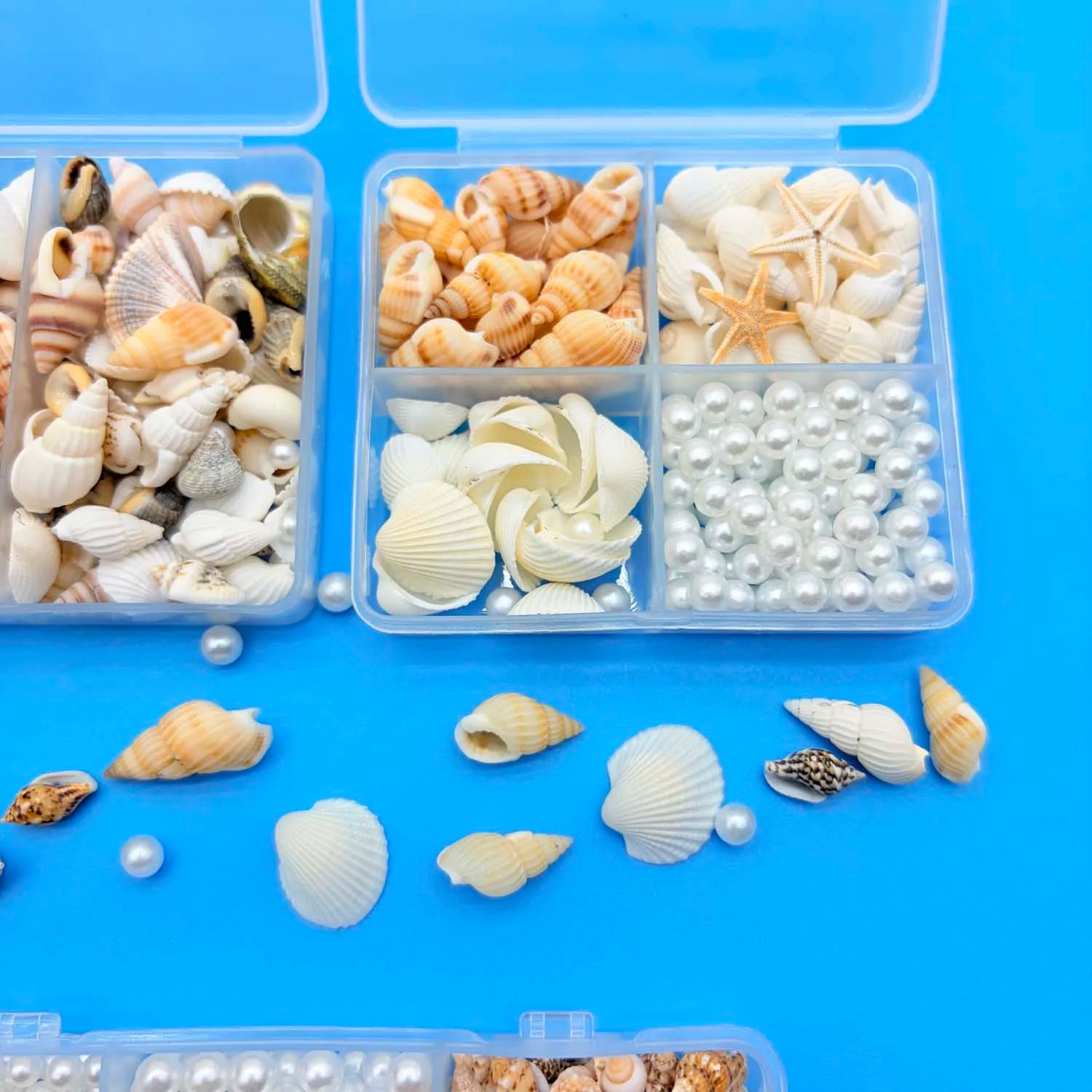 Mixed Mini Seashells Bulk – Crafts, Vase Filler & Fish Tank Decor Craft Shell Decor Zpaxo