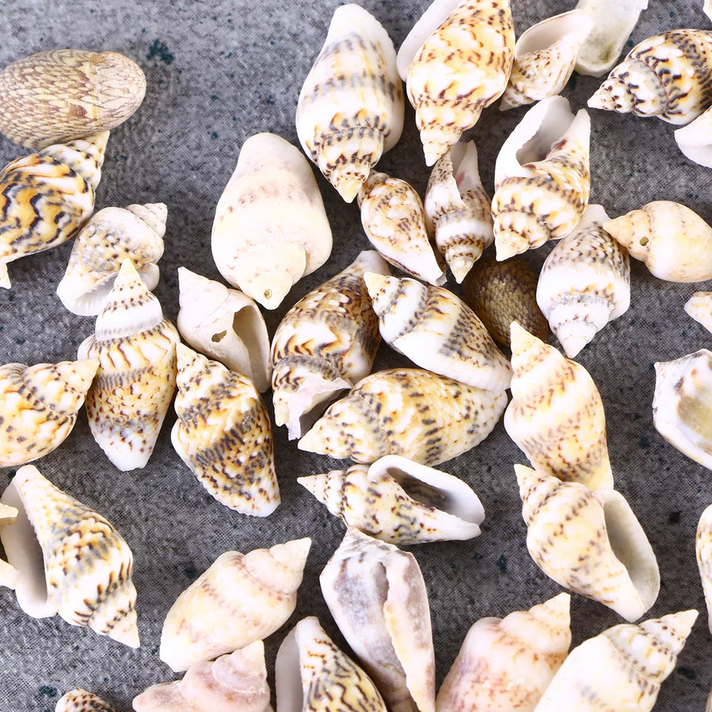 Natural Seashells Crafts Decorative Conch Rich Dark Teal Subtle Ideal