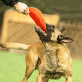 Wear-resistant Dog Disc Interactive Portable Multi-function Flying