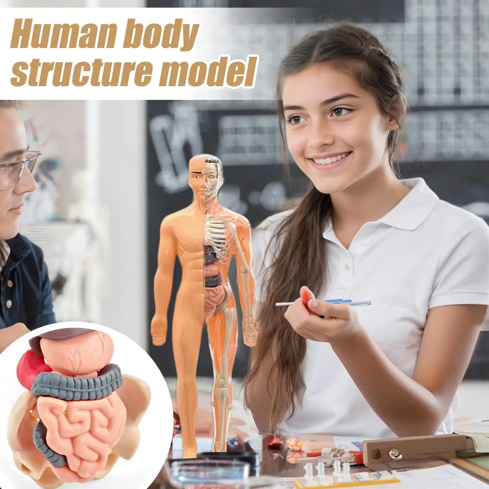 Anatomy Models Human Body 3D Human Skeleton Figure Toy Assembly Educational Toys For Kids Ages 6 School Classroom Teachers Zpaxo