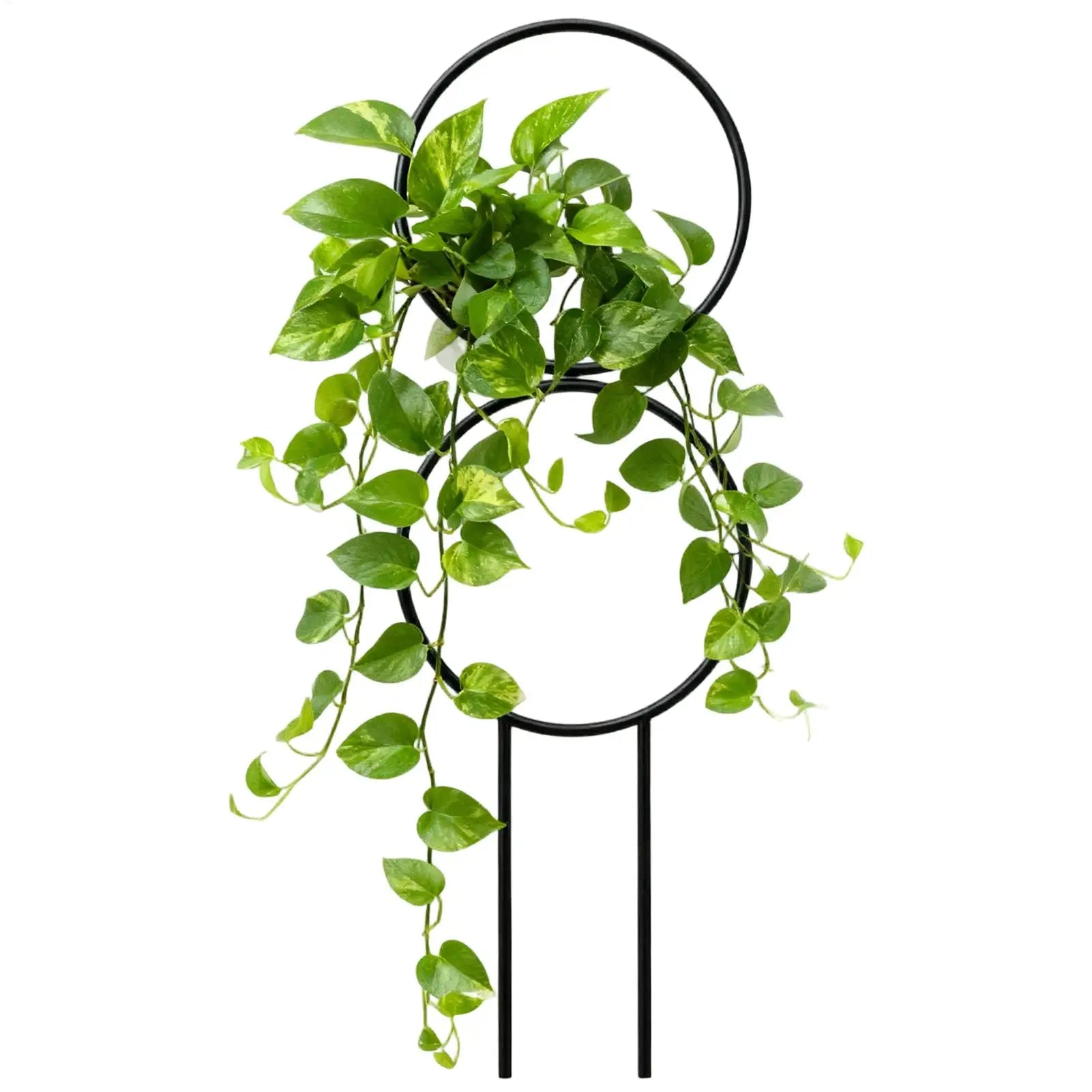 Metal Plant Trellis – Adjustable Support Stake Indoor & Outdoor Plant Trellis Zpaxo