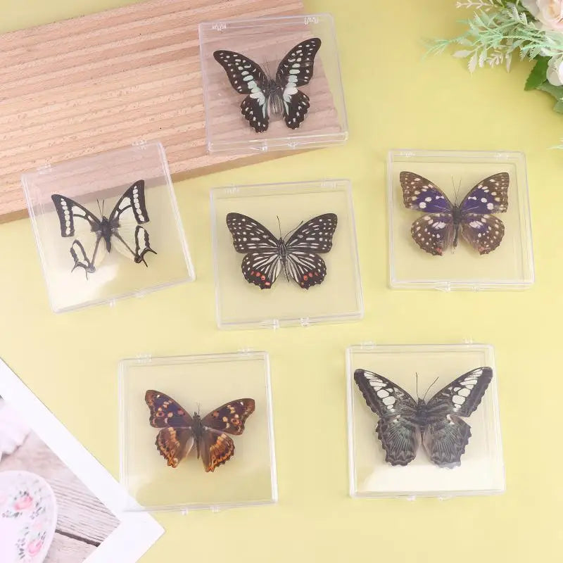 Insect Specimen Butterfly Girls Children's Day Teachers Exquisite Zpaxo