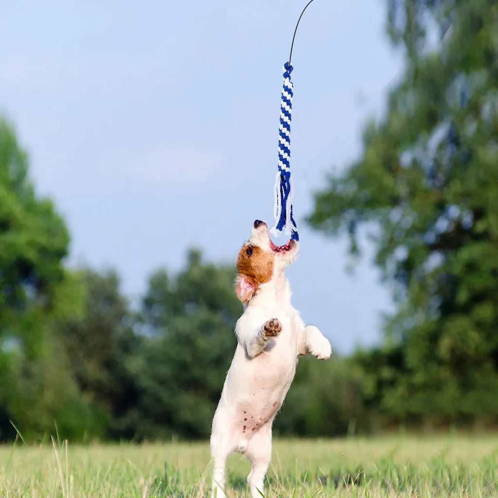 Retractable Dog Interactive Stick L Black Telescoping Flirt Pole