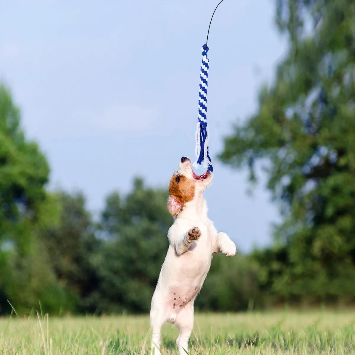 Retractable Dog Interactive Stick L Black Telescoping Flirt Pole