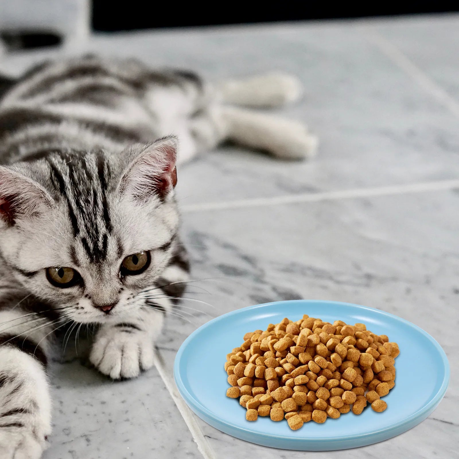 Ceramic Cat Bowl Protective Shallow Dish Anti-skid Household Pet