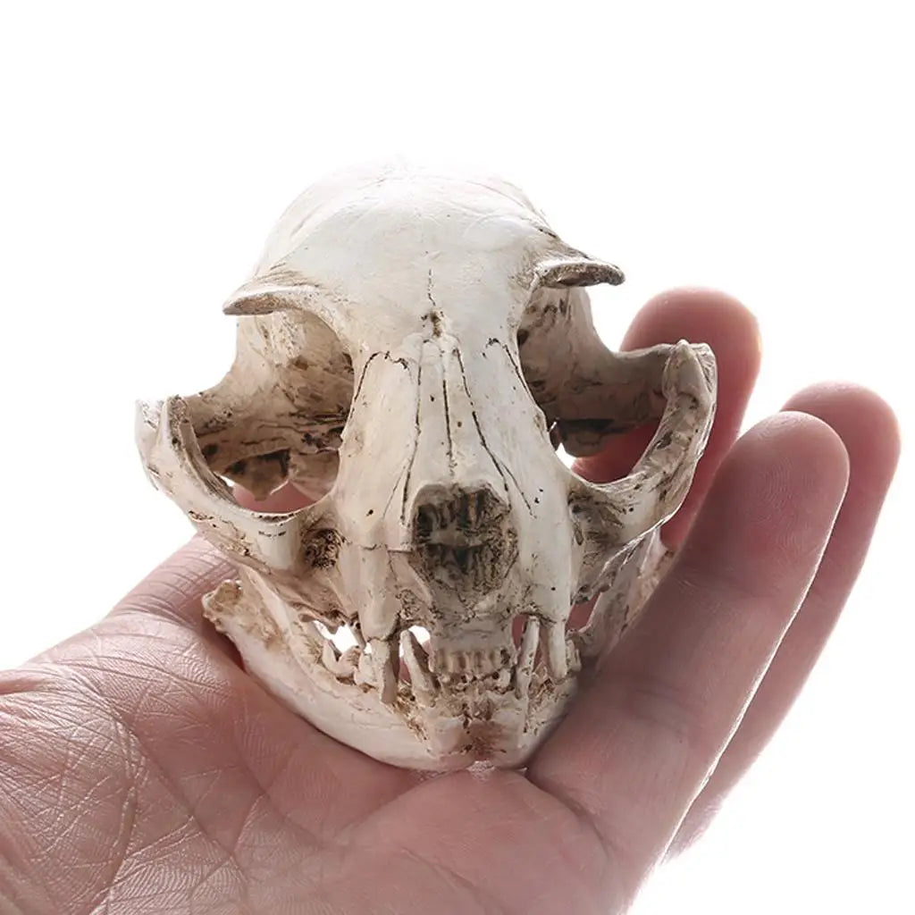 White Resin Cat Skull Model Collectible Figurine Nautical Statue Zpaxo