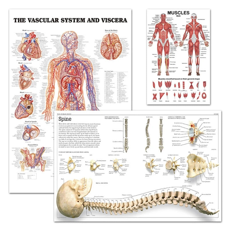 Professional Human Muscular System Anatomical Chart Muscle Anatomy